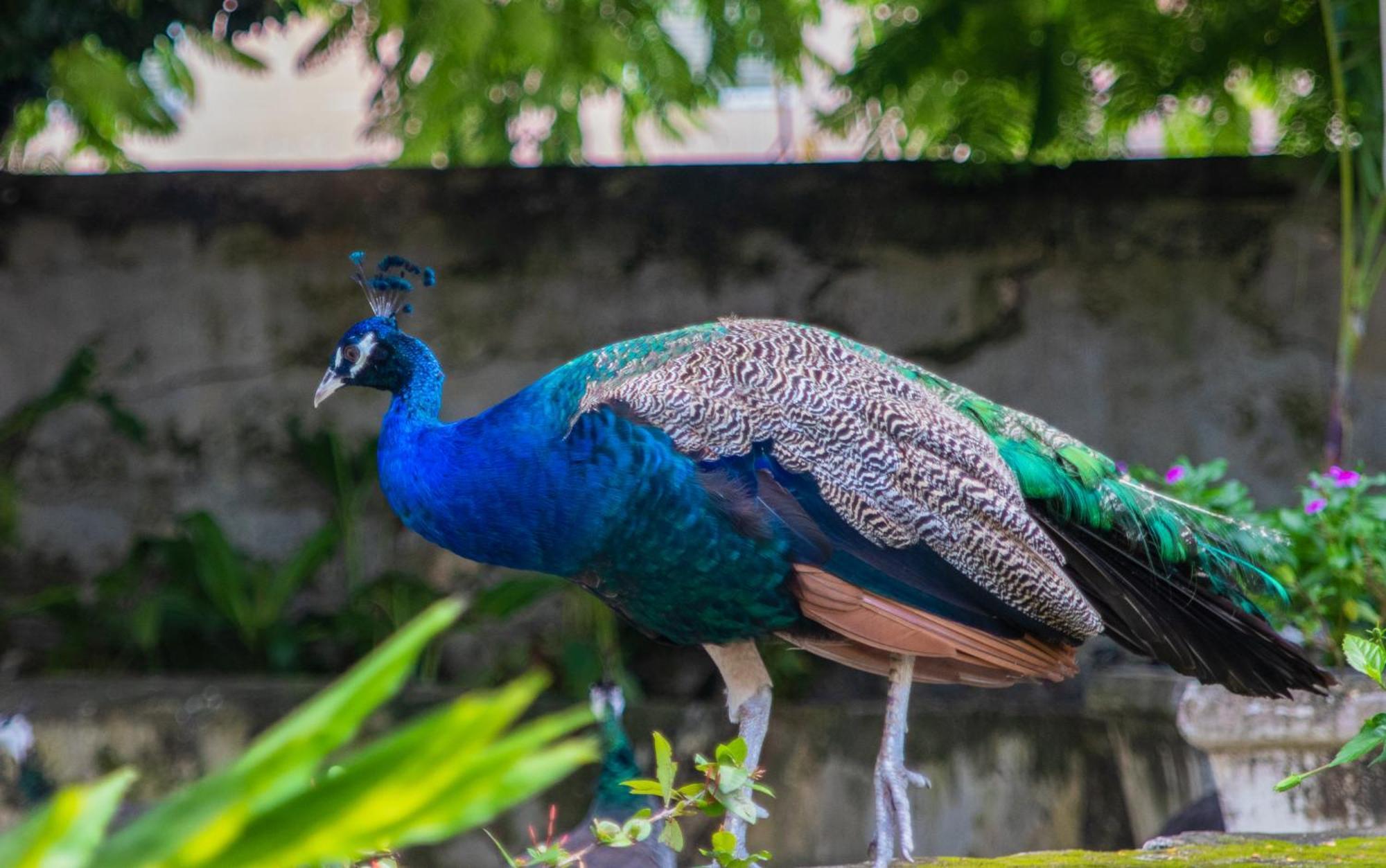 Hotel Sweetfield Manor Bridgetown Zewnętrze zdjęcie